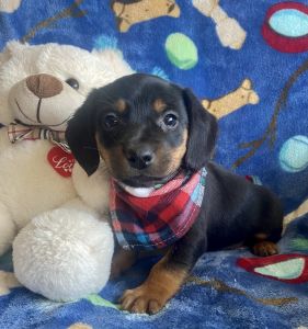 Mini Dachshund mix puppies
