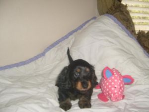 Home Trained Dachshund Puppies