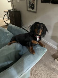 Pure bred male Dixie black and tan