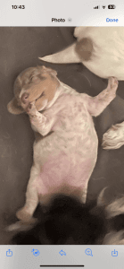 Mini purebred dachshund