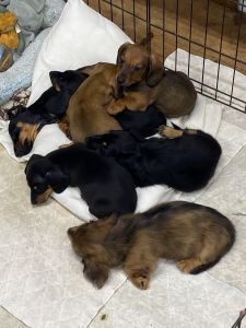 Mini dachshunds reds and black and tans available