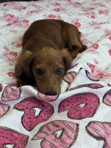 Dachshund AKC & Aca registered female