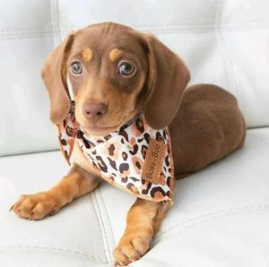 dachshund puppies for adoption