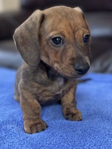 Miniature Dachshund puppies