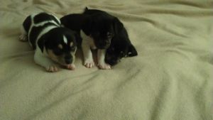Chiweenie puppies