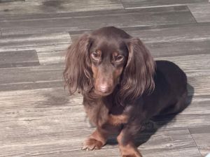 Dachshund Puppies for sale in Colorado Sporings, Colorado. price: $300