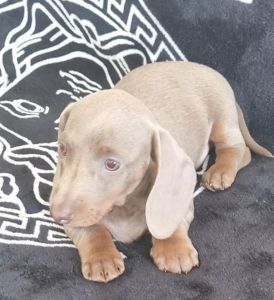 Dachshunds puppies for sale