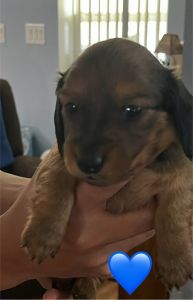 LH Mini Dacshund Puppies