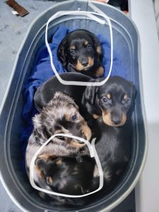 Dachshund puppies