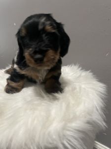 Long hair Dotson puppies six weeks old next week on the 26th