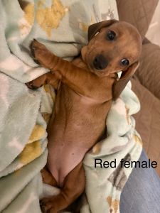 Akc red smooth coat female dachshund