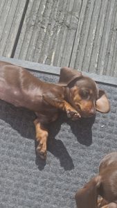 Beautiful Dacshund puppies