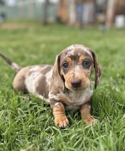 Stunning choc & tan dapple mini dachshund