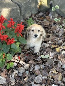Miniature Dachshund Puppies