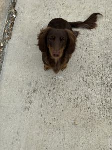 Male Dachshund Puppy Needing New Home