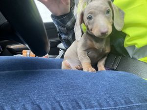 18 week old miniature dash hound