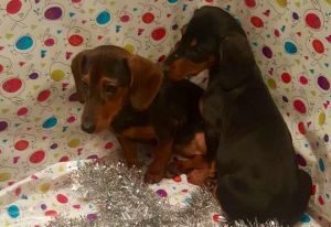 Dachshund Puppies