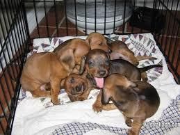 Standard Wire Dachshund Pups