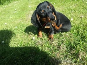 Adorable Daschund Puppies for adoption