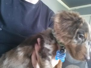 CKC registered mini chocolate dapple dachshund pup
