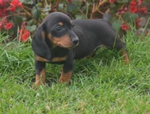 Adorable male and female Dachshund Puppies