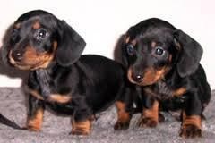 Dachshund Puppy