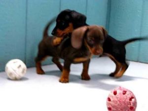 akc dachshund puppies