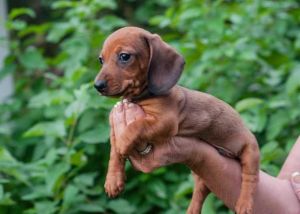 Gorgeous Dachshund pups