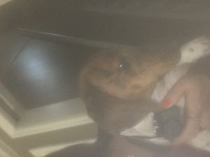 Mini daschund for sale