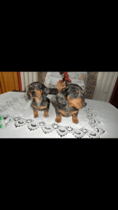 Dachshund Pups