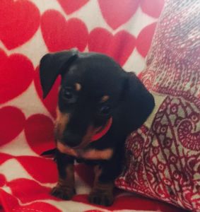 Dachshund Puppies For Sale