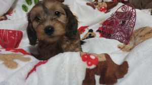 Dachshunds. Wirehair