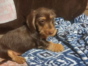 Dachshund wirehair male