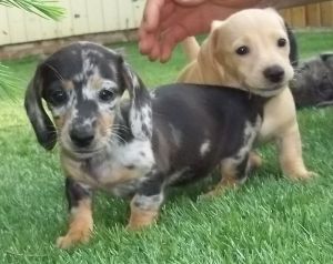 Dachshund Puppies