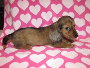 Precious AKC Miniature Dachshund Puppies
