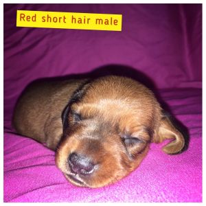 Akc min dachshund puppies 3 males