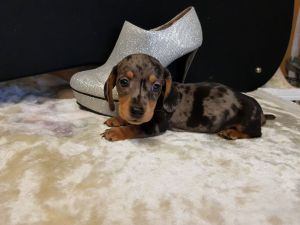 Mini Dachshunds Boys Dappled And Black Tan