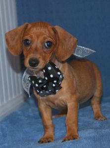 BEAUTIFUL MALE AND FEMALE DACHSHUND PUPPIES