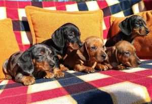 Amazing Dachshund Puppies
