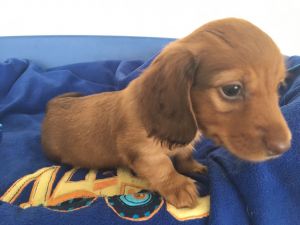 hb Mini smooth haired Dachshunds (***) ***-***3