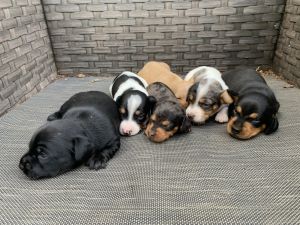 Dachshund mini puppies