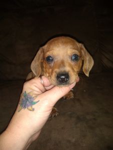 7 weeks old Male Red & Chocolate Dachshund