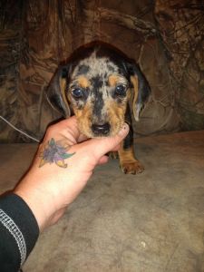 6 weeks old Female Black & Tan Dapple Dachshund $500