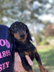 Akc dachshund puppies