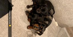 Dachshund puppies