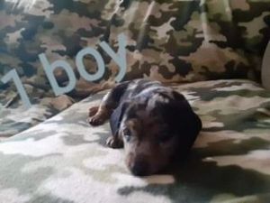 5 Dachshund (wiener puppies)