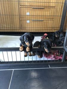 Smooth haired miniature dachshunds
