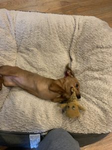6 month old daschund