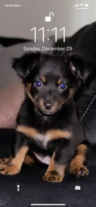 Gucci girl . Novi, Michigan.