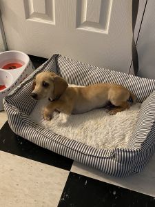3 month Dachshund